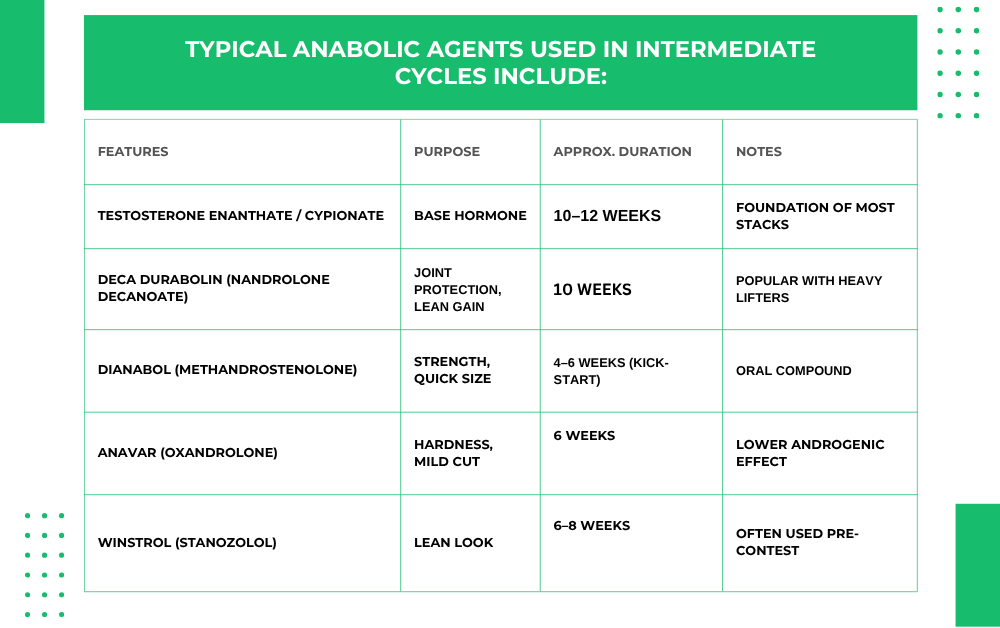 Intermediate Steroid Cycle  I